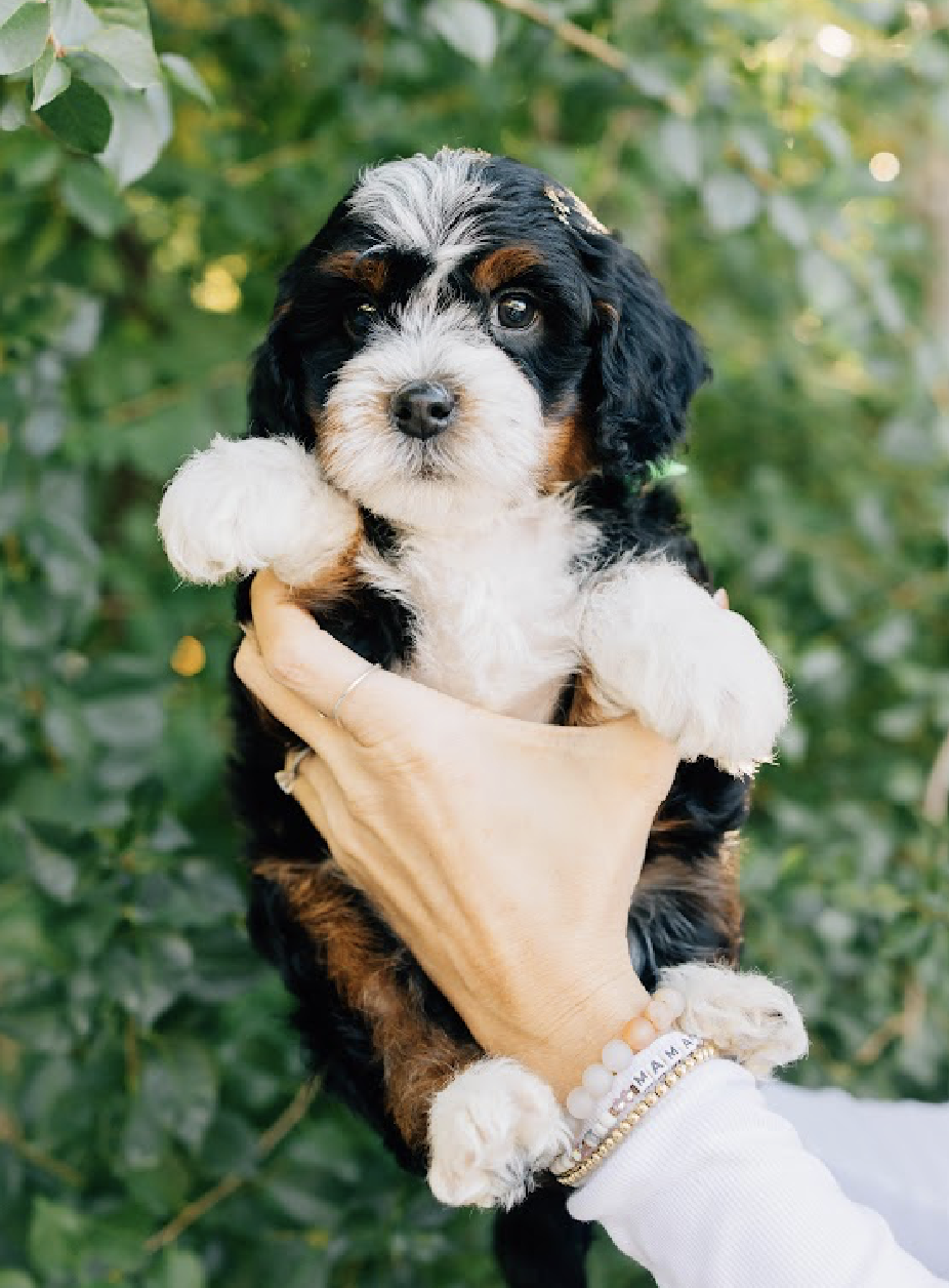 Sadie (Lola/Cowboy), one of our moms