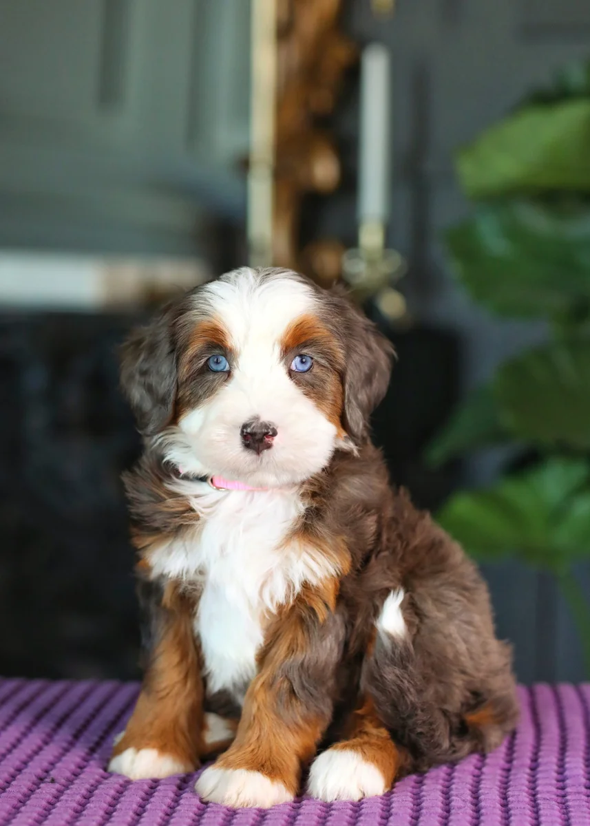 Honey, Apricot Toy Bernedoodle