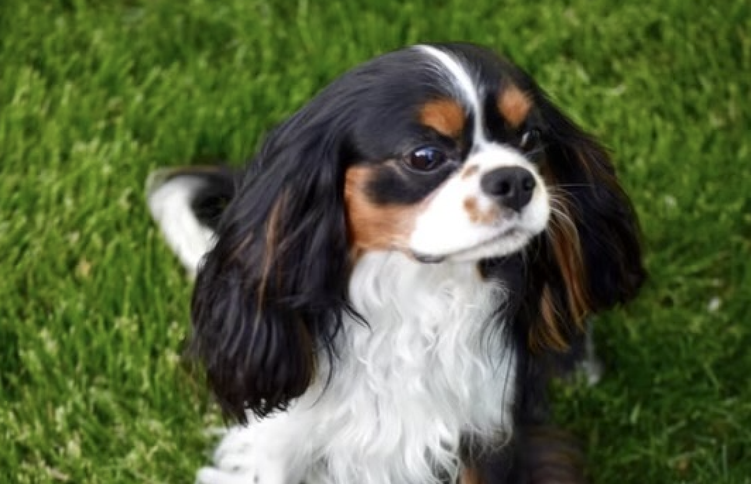 Charlie, one of our moms