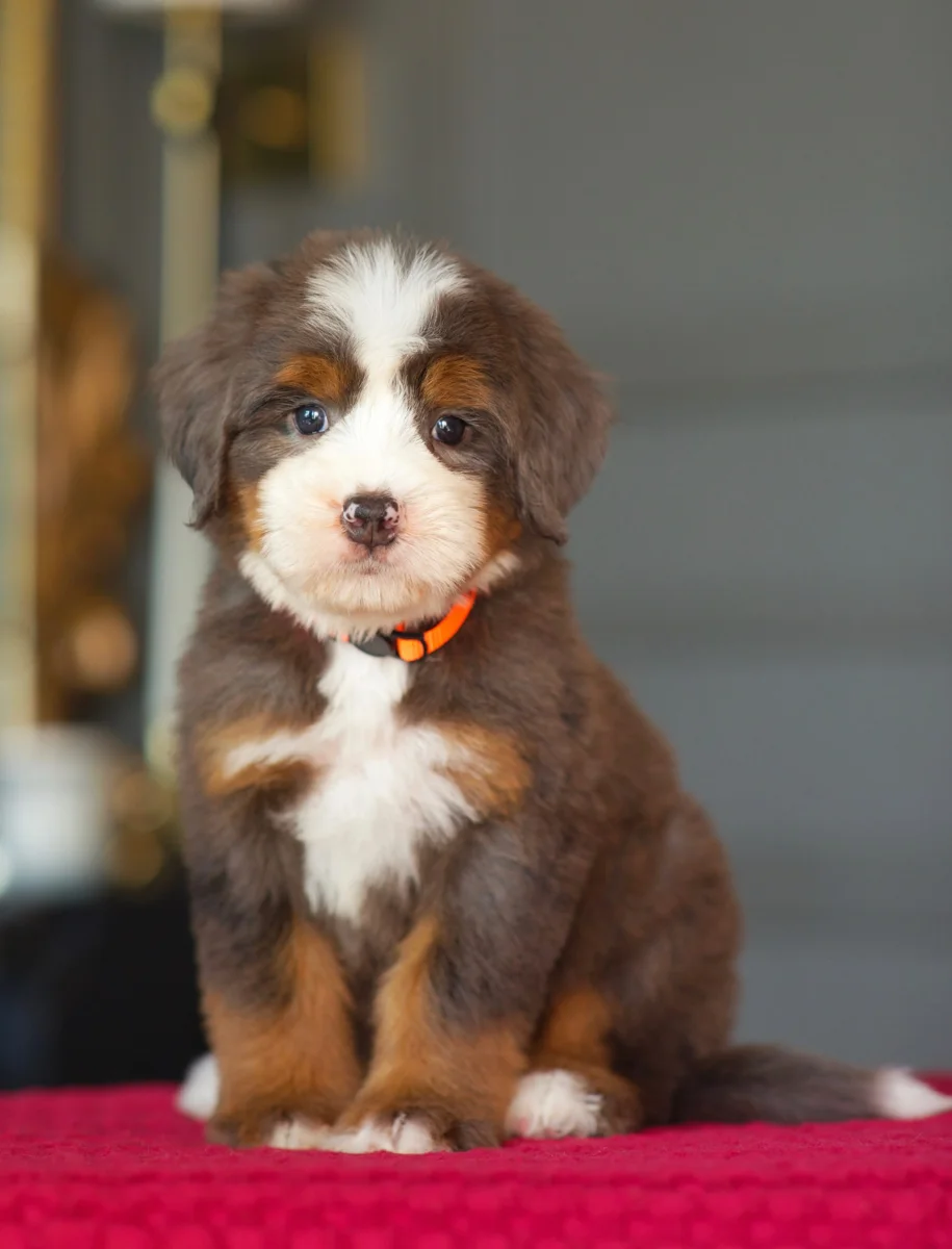 Clover, Red Mini Bernedoodle