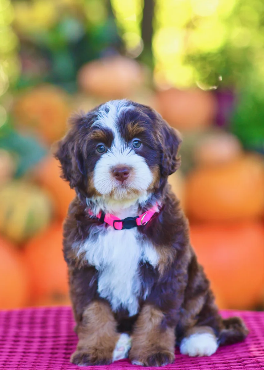 Biscuit, Cream Mini Bernedoodle