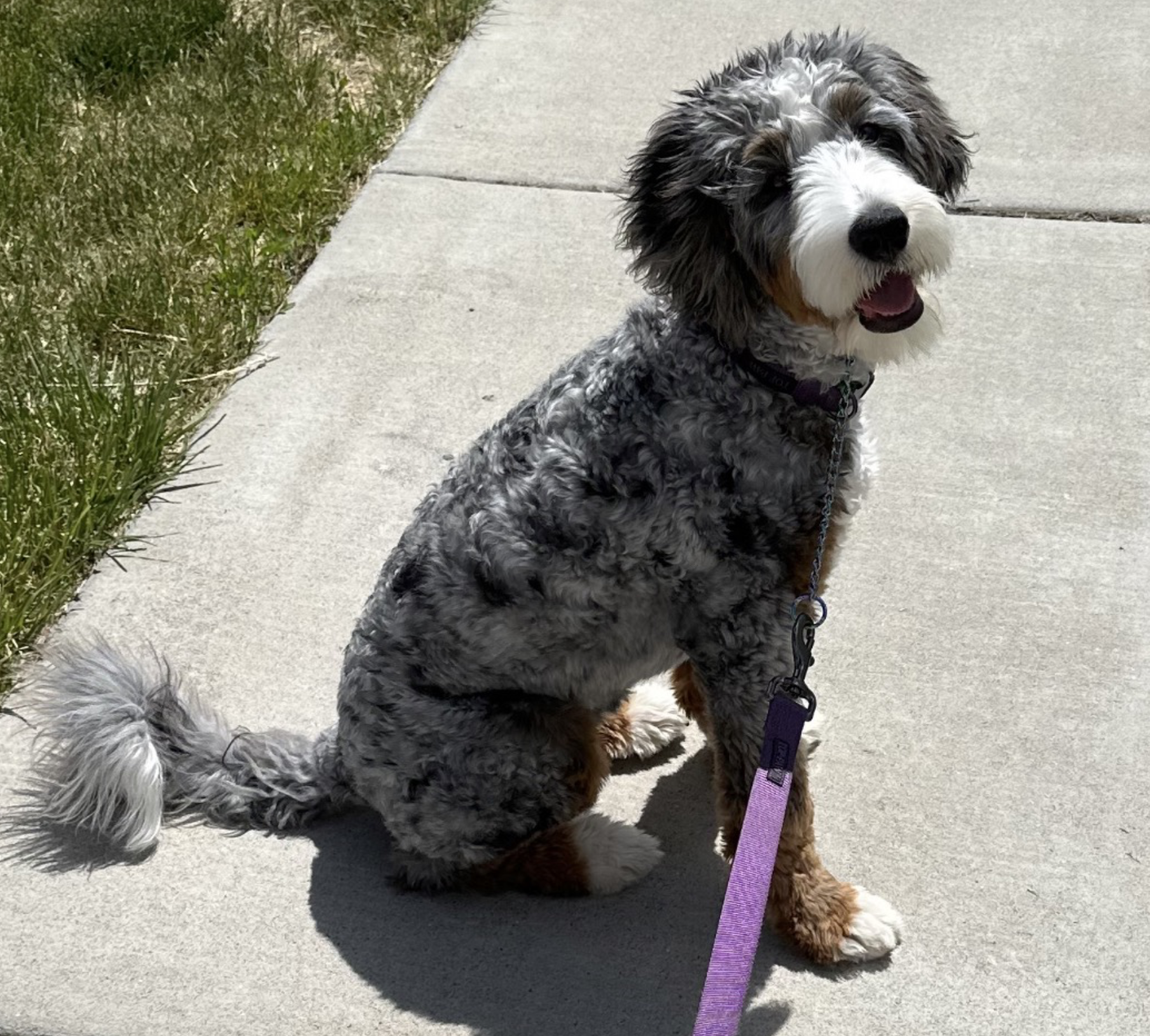 Marley, one of our moms