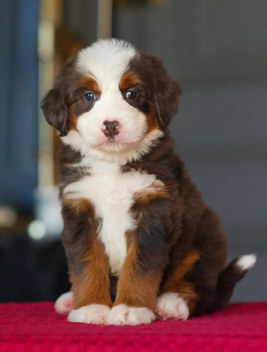 Waffles, Apricot Toy Bernedoodle