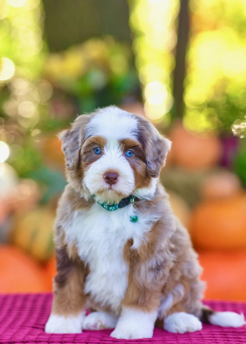 Ginger, Red Toy Bernedoodle