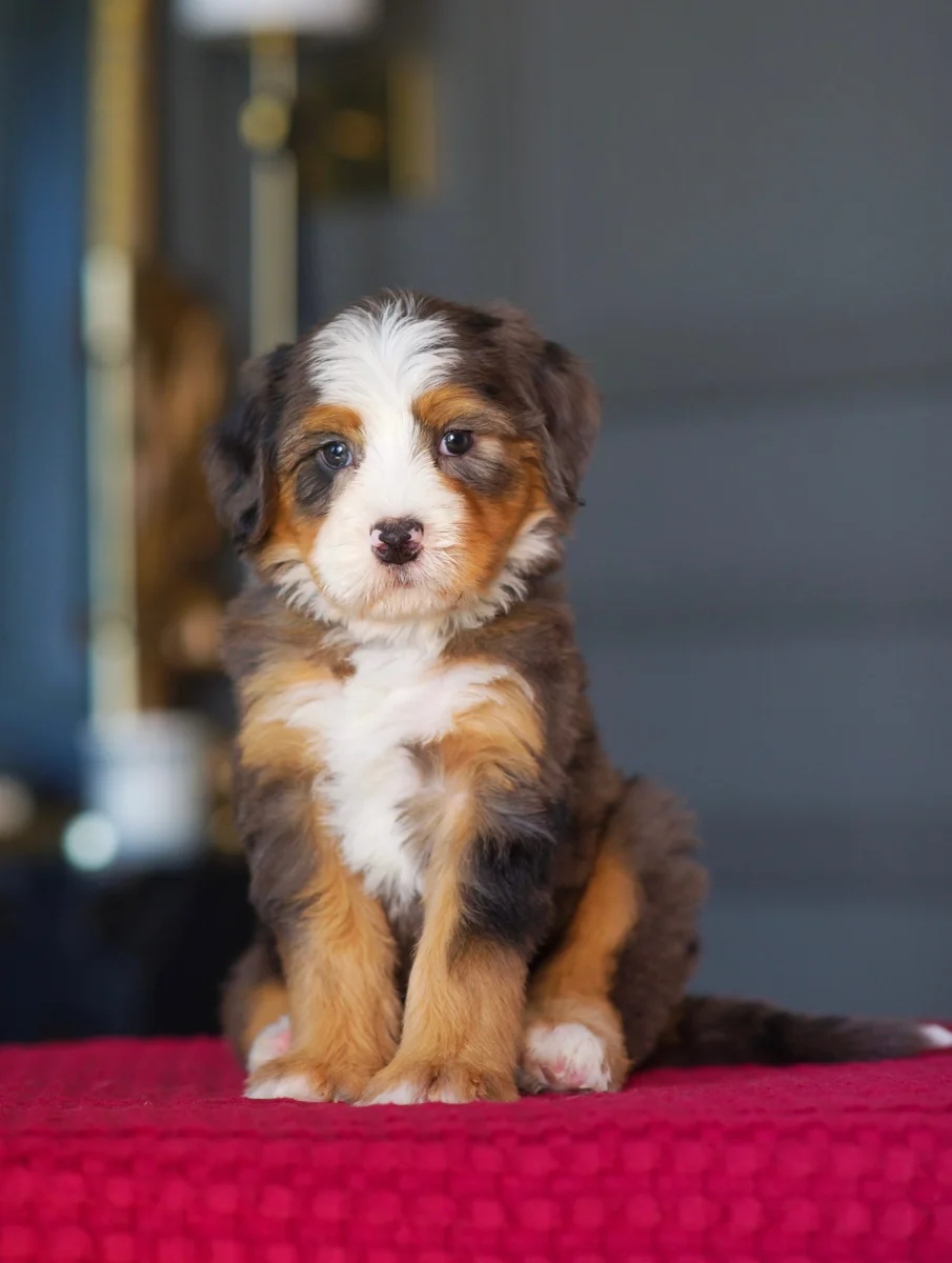 Mochi, Cream Toy Bernedoodle